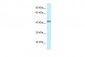Tead4 antibody - middle region